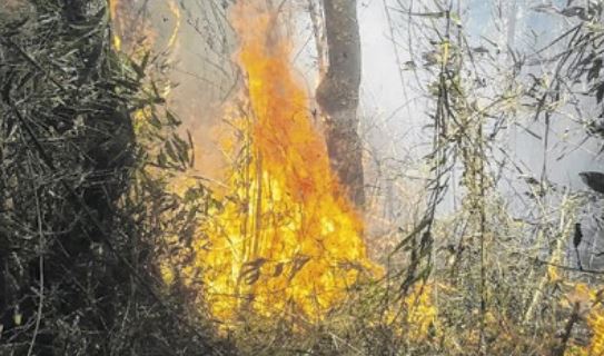 Chuva ajuda a apagar fogo em área do PARNASO