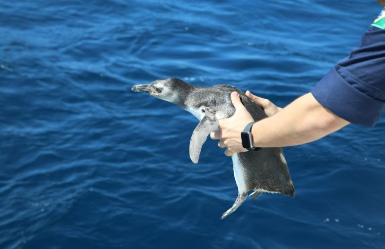 Inea realiza soltura de dezenove Pinguins-de-Magalhães a 84 km da costa do RJ