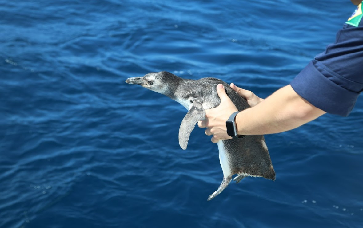 Inea realiza soltura de dezenove Pinguins-de-Magalhães a 84 km da costa do RJ