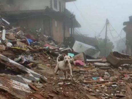 Política de acolhimento de animais em desastres