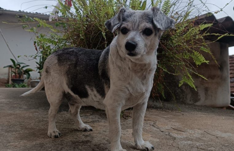Animais idosos merecem atenção redobrada dos tutores