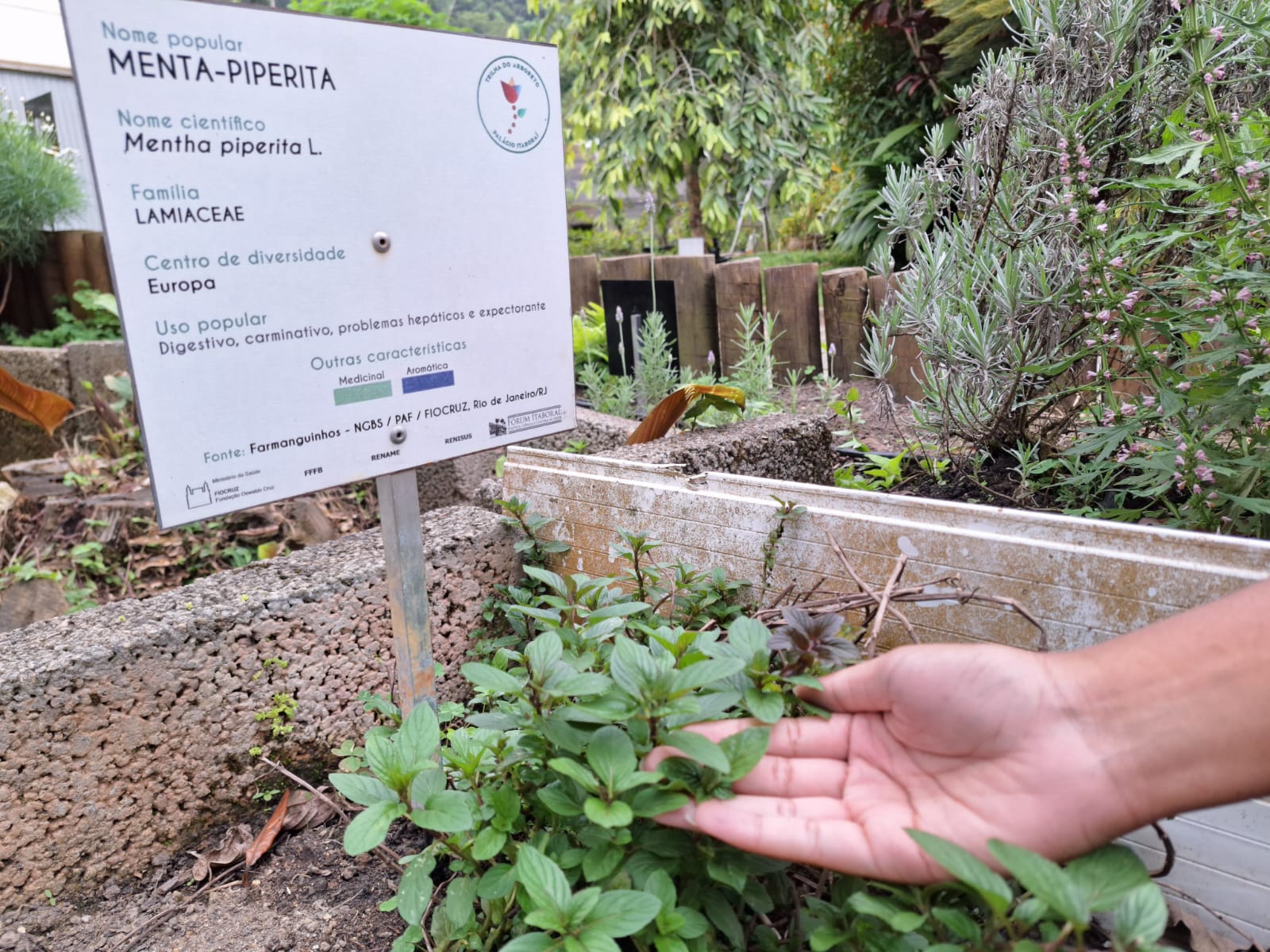 Trilha do Arboreto, no Palácio Itaboraí, será reaberta para visitação