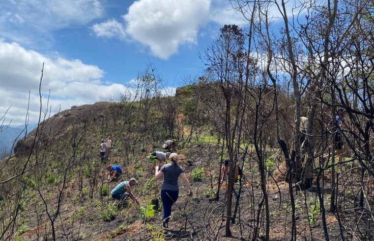 Mutirão de reflorestamento: 1500 mudas são plantadas no Parque Municipal, na Sede da Pedra da Tartaruga