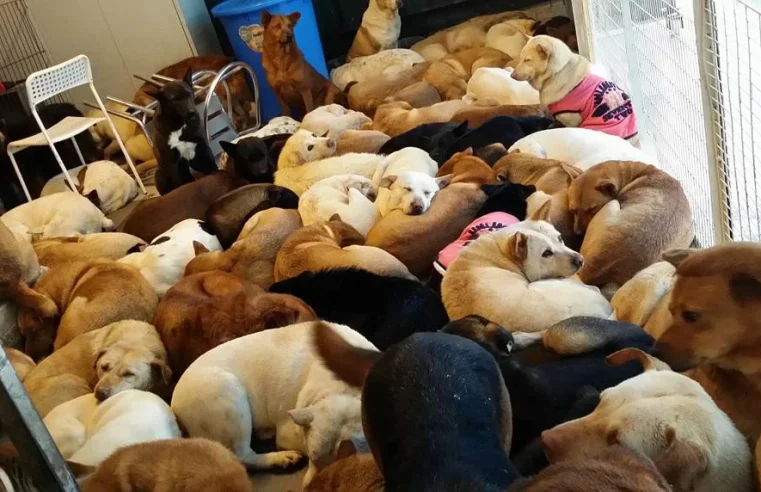 Agora é Lei: “Programa de Atenção às Pessoas com Transtorno de Acumulação Compulsiva de Animais” é promulgado