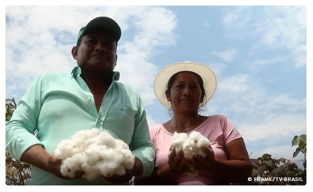 Brasil investe em algodão com identidade latino-americana