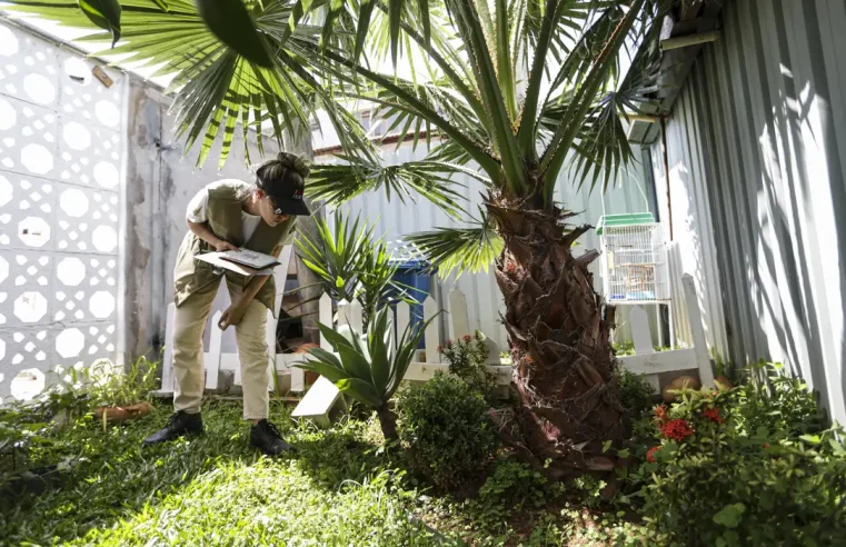 Prevenção de dengue deve ir além de mensagens sobre hábitos e cuidados