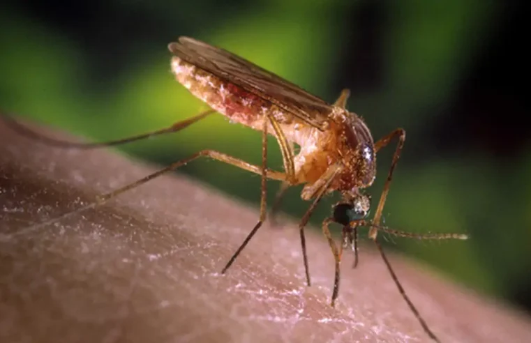 Brasil elimina elefantíase como problema de saúde pública