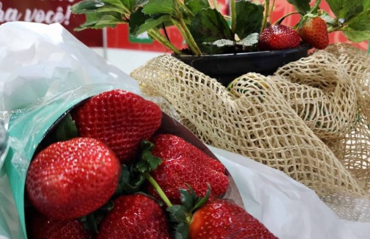 Contagem regressiva para a 10ª Festa do Morango com Chocolate