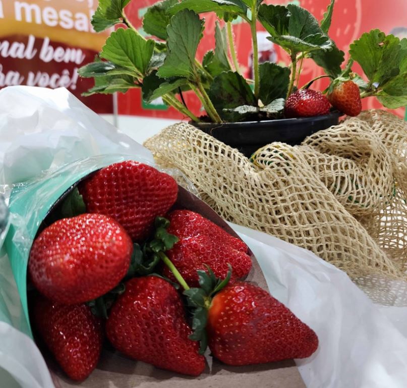 Contagem regressiva para a 10ª Festa do Morango com Chocolate