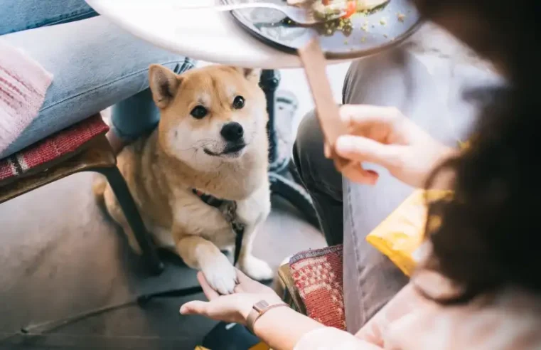 Câmara Municipal aprova projeto de lei que permite animais de pequeno porte em estabelecimentos abertos