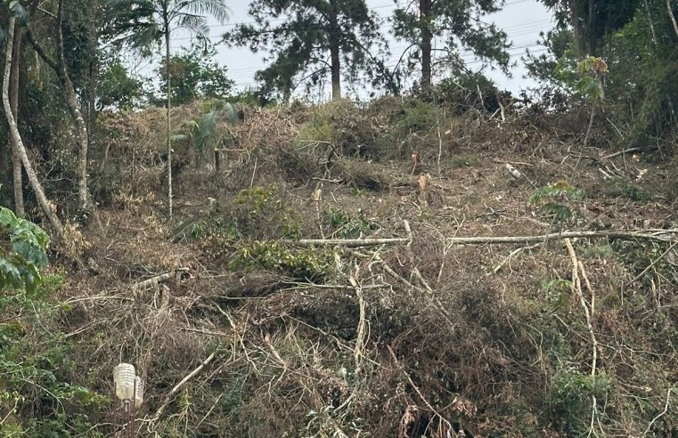 Polícia Ambiental identifica crime contra a flora em Teresópolis com auxílio de informações do Disque Denúncia 