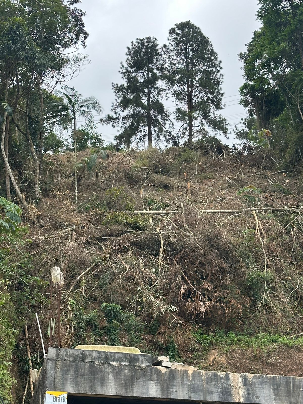 Polícia Ambiental identifica crime contra a flora em Teresópolis com auxílio de informações do Disque Denúncia