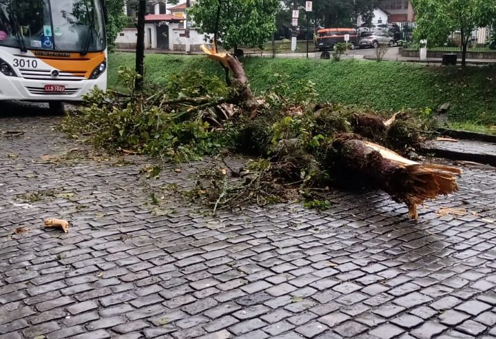 Ventos fortes provocam ocorrências no Estado do Rio. Em Petrópolis queda de árvores preocupa