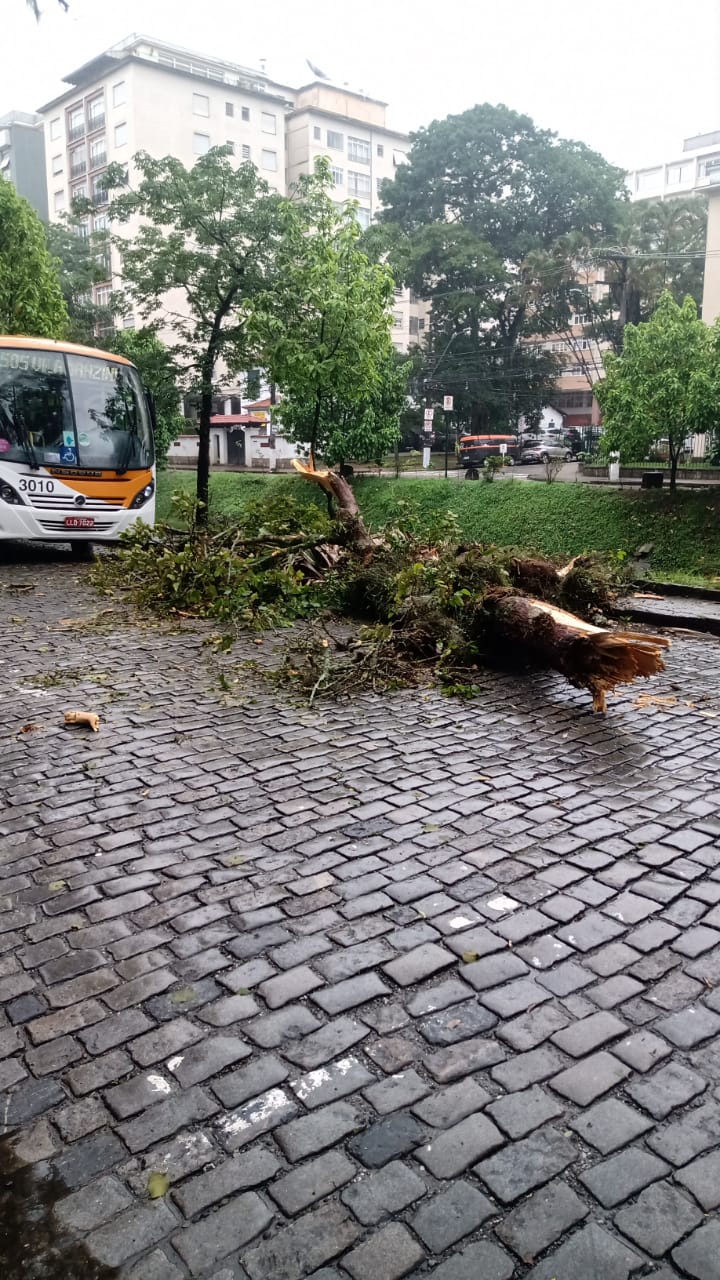 Ventos fortes provocam ocorrências no Estado do Rio. Em Petrópolis queda de árvores preocupa