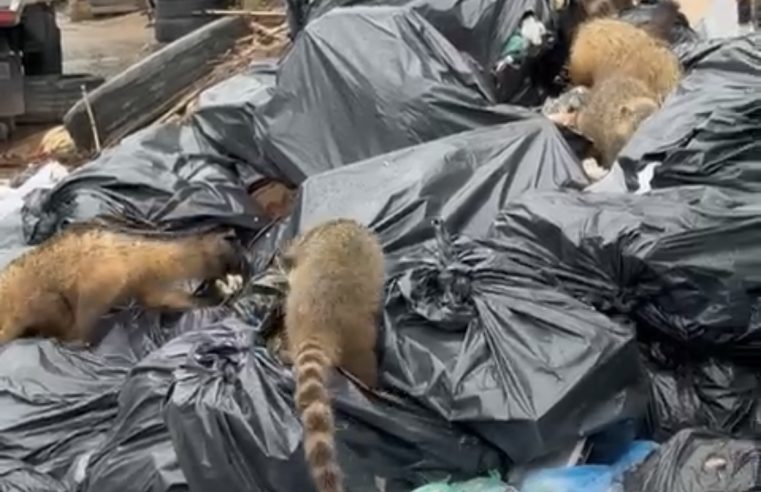 Caos no lixo: quatis são flagrados se alimentando em sacolas não recolhidas em Itaipava