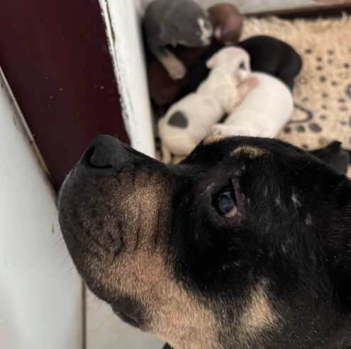 COPBEA e Polícia Civil resgata animais vítimas de maus tratos