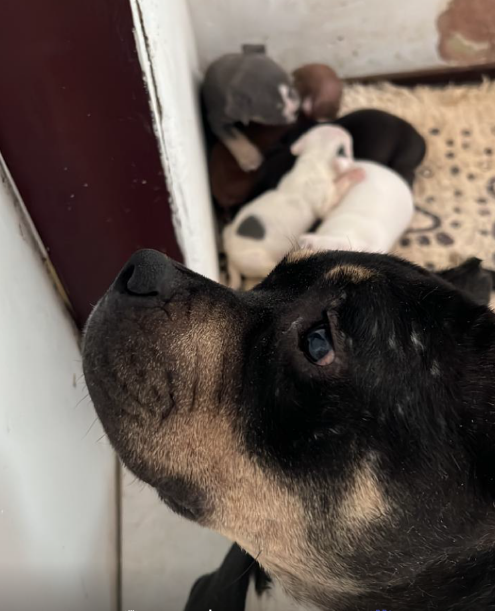 COPBEA e Polícia Civil resgata animais vítimas de maus tratos