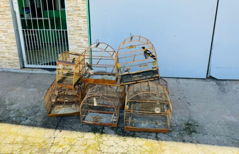 Fiscalização em Nova Friburgo, resulta na apreensão de 11 pássaros 