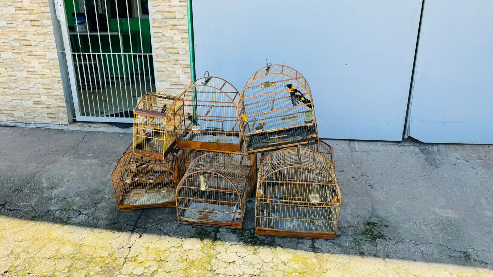 Fiscalização em Nova Friburgo, resulta na apreensão de 11 pássaros