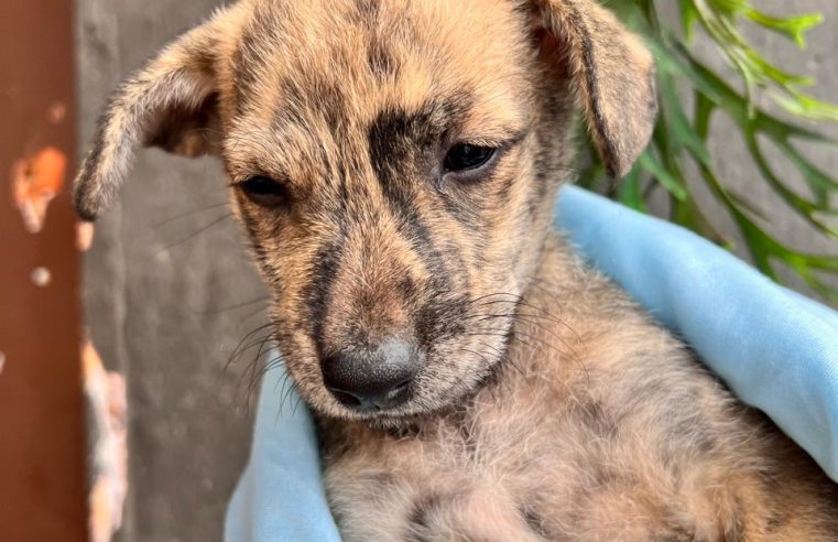 Feira de adoção do projeto “Nas garras da Lei” acontece neste domingo em ItaipavaIniciativa da Polícia Civil acontece no Shopping Vilarejo, às 14h
