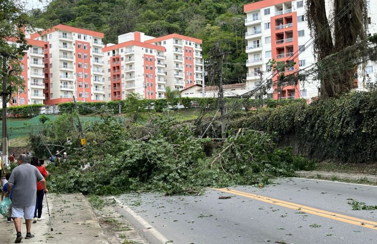 Árvore cai e interdita Estrada União e Indústria, na altura da Montreal