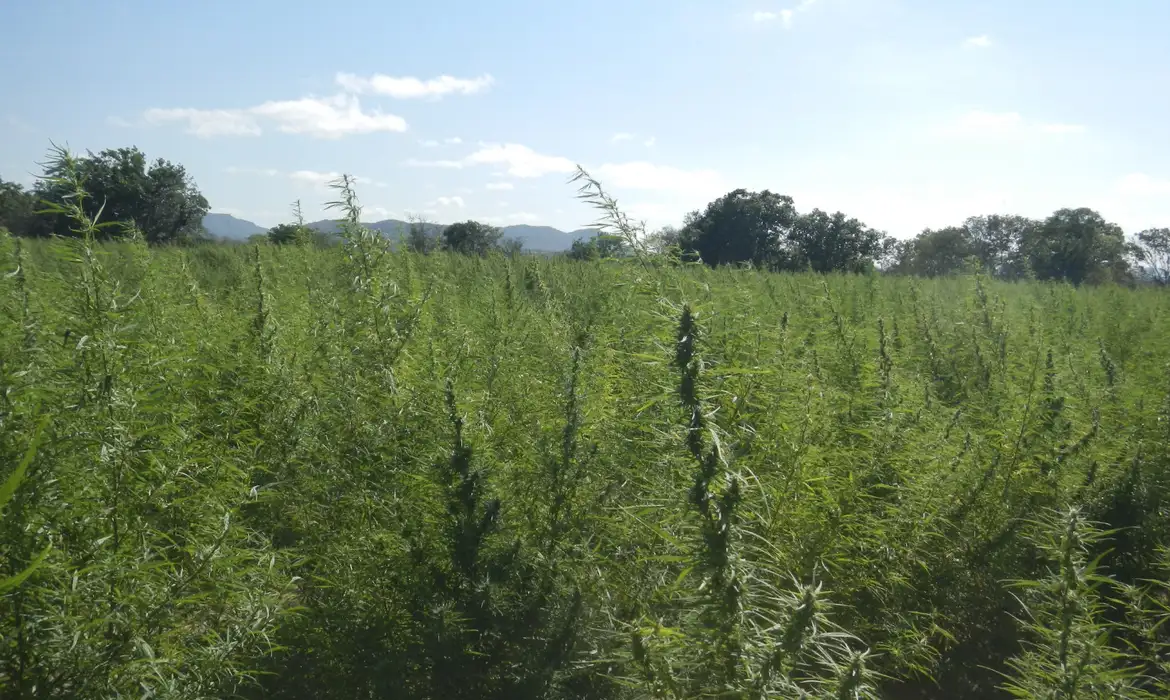 Falta de regulamentação da cannabis é omissão dolosa, diz especialista