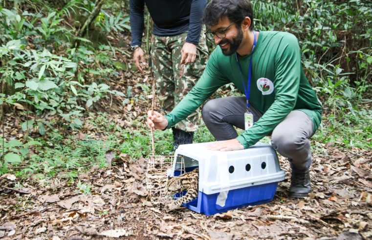 Inea devolve “Gato do Mato” ameaçado de extinção ao habitat natural