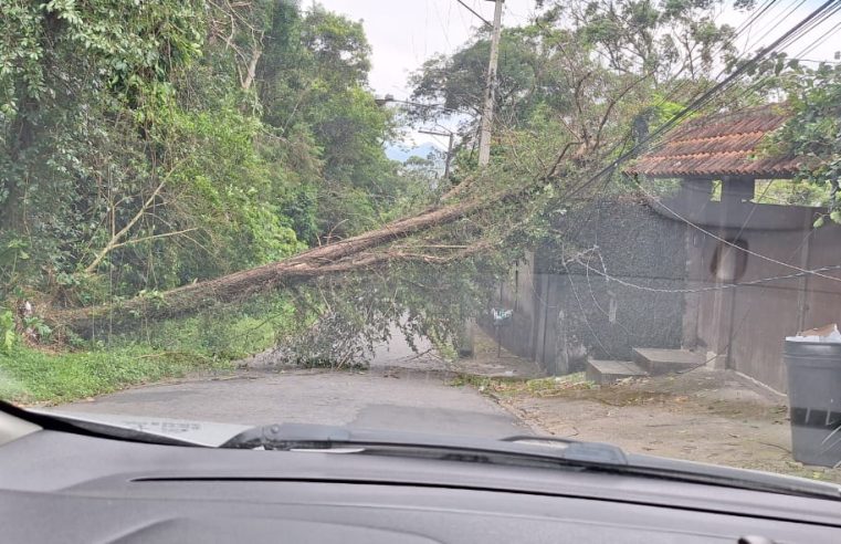 Queda de árvore interdita rua no Vale dos Esquilos e deixa moradores sem energia elétrica nesta sexta-feira