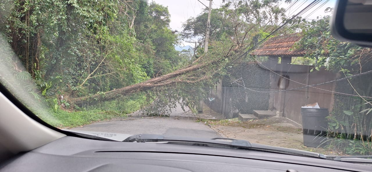 Queda de árvore interdita rua no Vale dos Esquilos e deixa moradores sem energia elétrica nesta sexta-feira