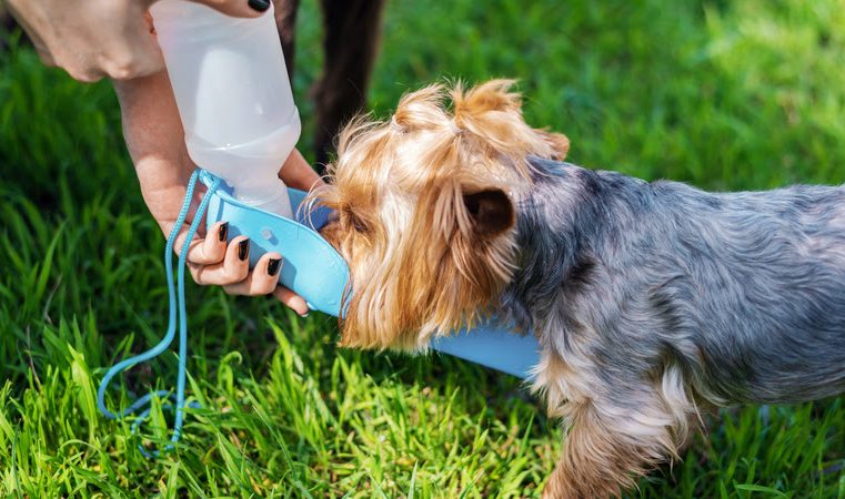 Especialista dá dicas para manter o bem-estar e cuidar da saúde dos animais em dias mais quentes