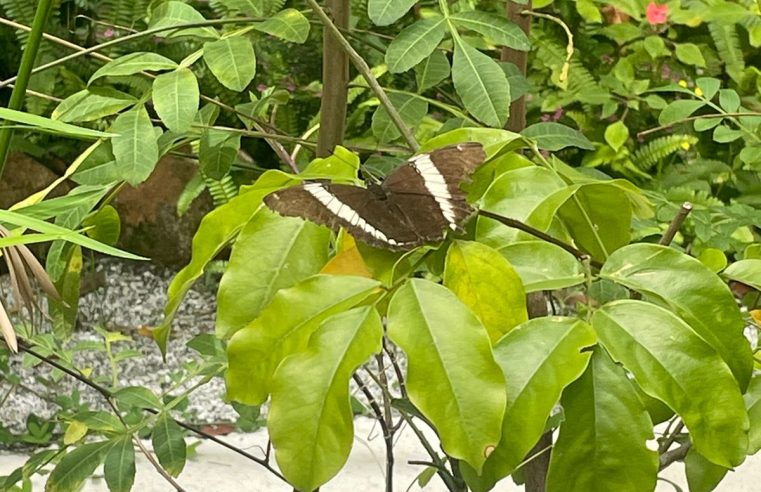 Regularização do Borboletário: INEA realiza vistoria técnica no local