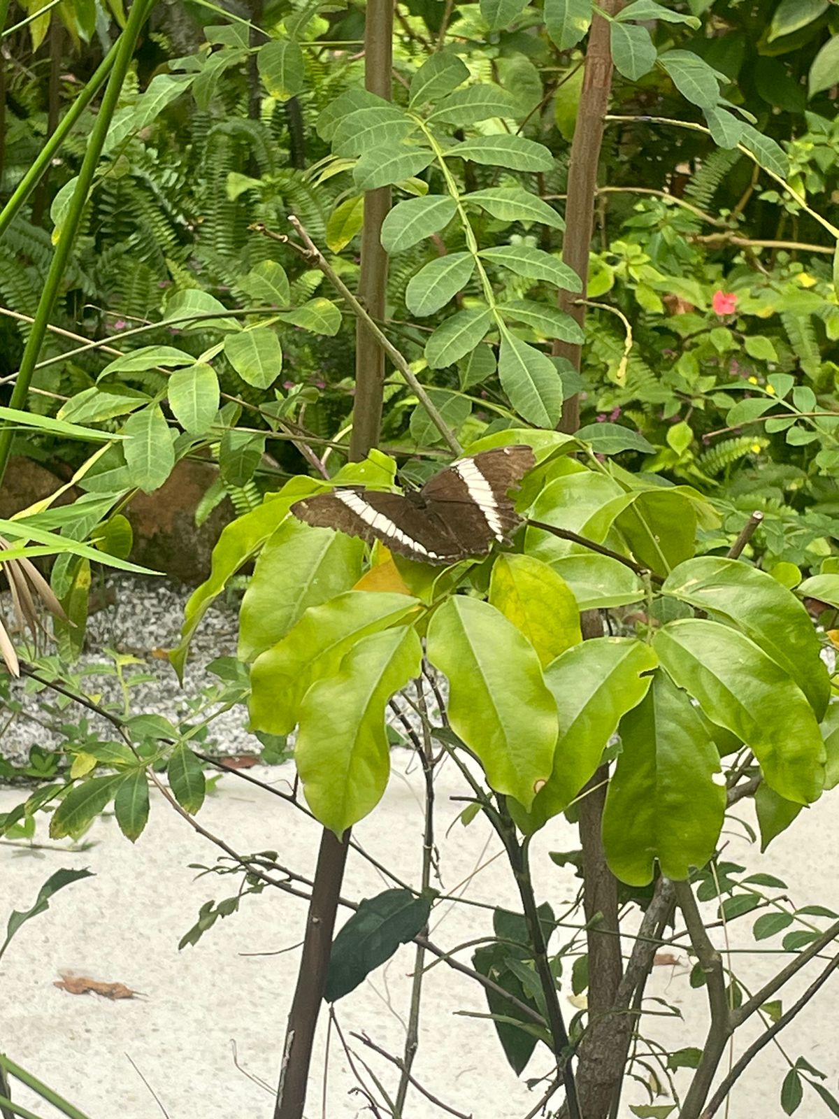 Regularização do Borboletário: INEA realiza vistoria técnica no local