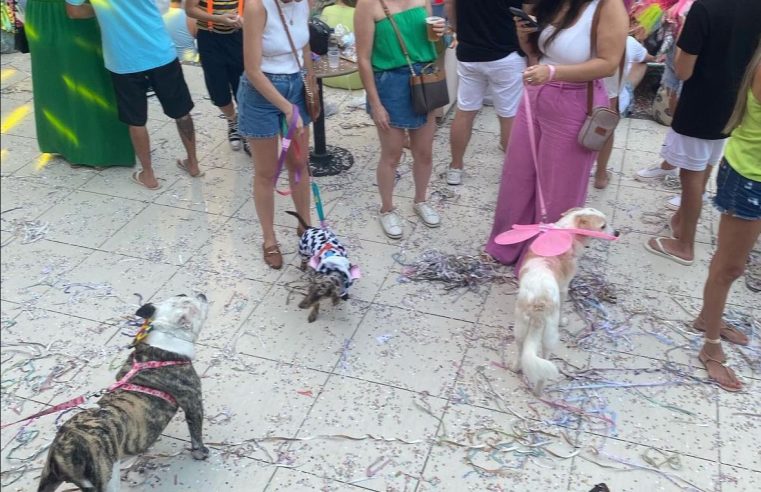 Carnaval AuAu: desfile de pets promete encantar foliões no Shopping Vilarejo