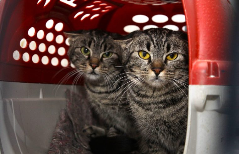 Prefeitura de Petrópolis abre cadastro para castração de cães e gatos