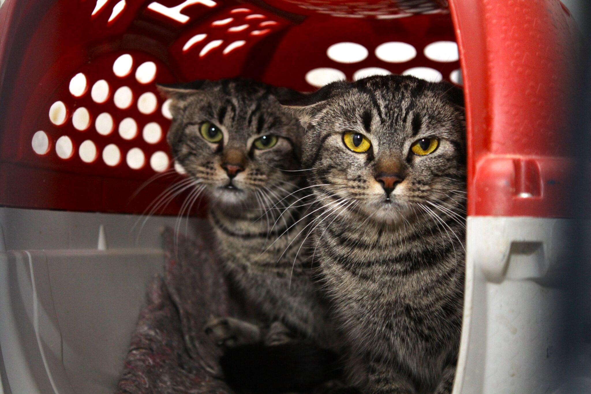 Prefeitura de Petrópolis abre cadastro para castração de cães e gatos