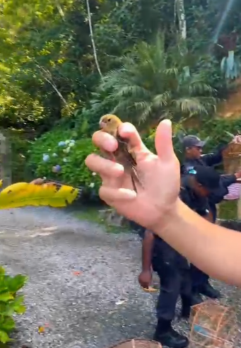 PM e ICMBio APA-Petrópolis soltam 22 aves em área de preservação ambiental