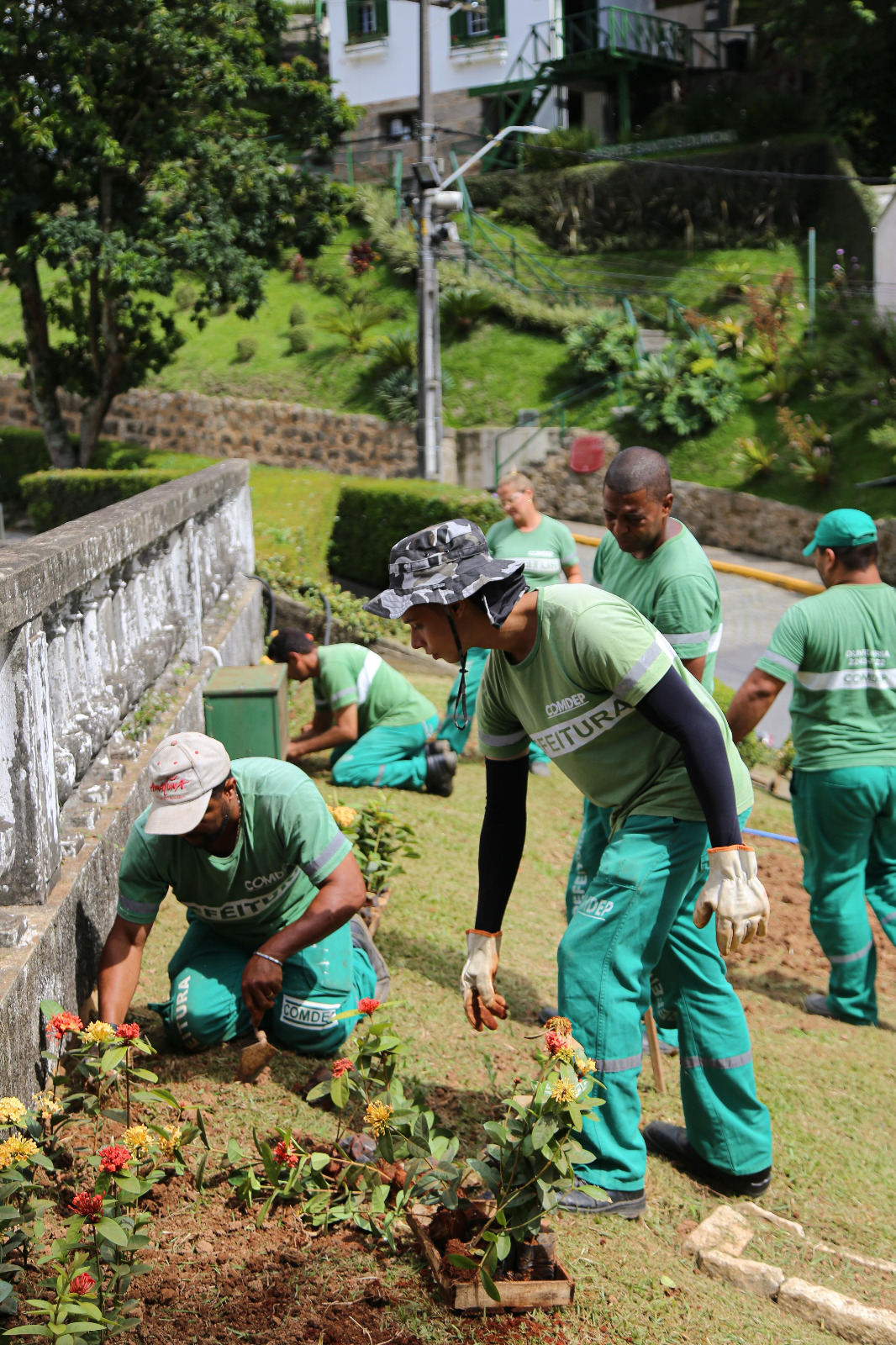 Prefeitura de Petrópolis inicia plantio de hortênsias no Relógio das Flores