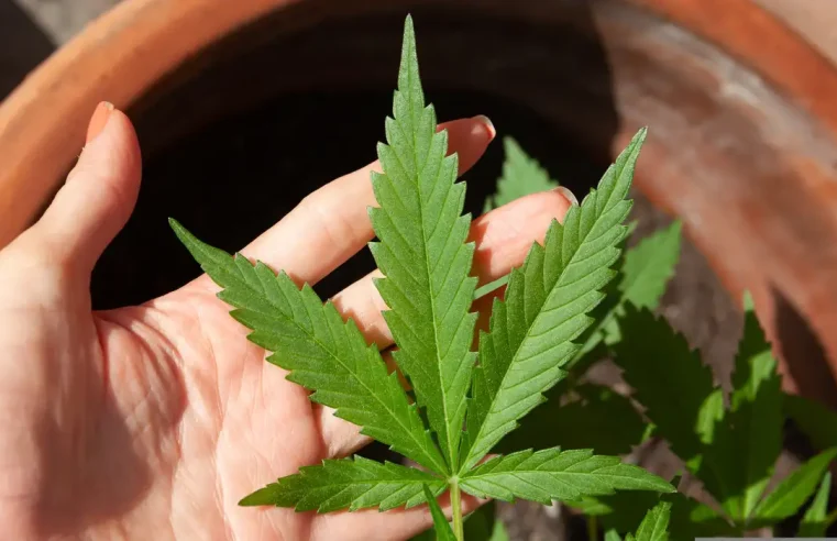 Mendes rejeita recursos sobre descriminalização do porte de maconha