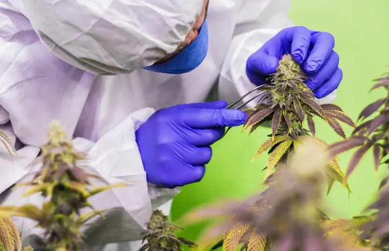 STJ nega mais prazo para regulamentar cannabis para fins medicinais