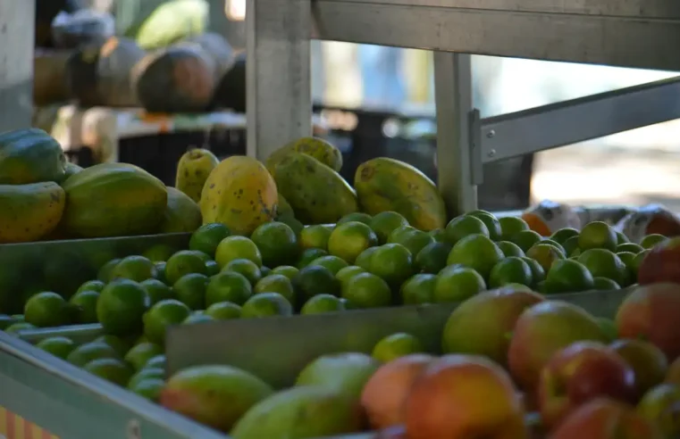 Aprovado projeto de lei que institui a Política Municipal de Agroecologia, Produção Orgânica e Alimentação Saudável