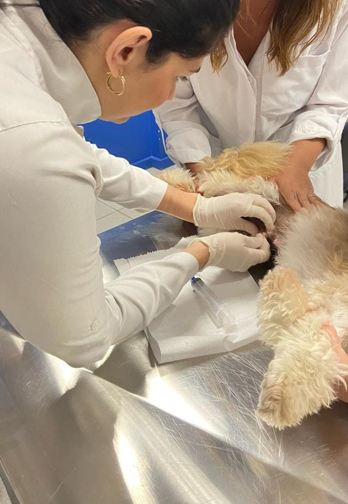 Cuidado e Prevenção: A importância das consultas veterinárias regulares para pets
