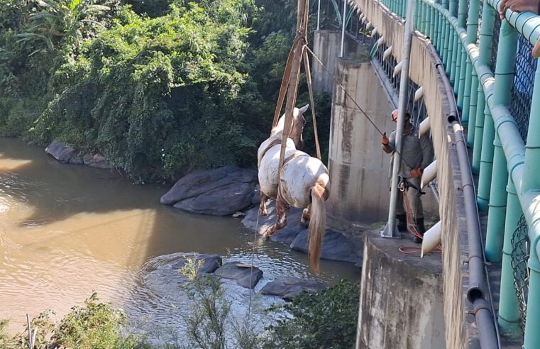 Bombeiros já resgataram mais de 5.000 animais em diferentes situações de risco em todo o Estado do Rio, este ano