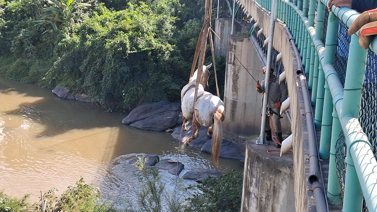Bombeiros já resgataram mais de 5.000 animais em diferentes situações de risco em todo o Estado do Rio, este ano