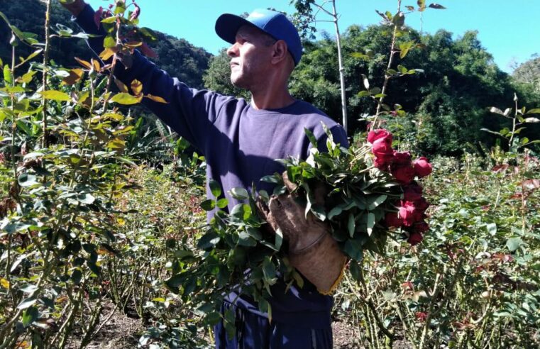Dia das Mães: Governo do Rio impulsiona floricultura com programa de incentivo