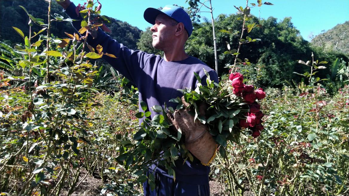 Dia das Mães: Governo do Rio impulsiona floricultura com programa de incentivo
