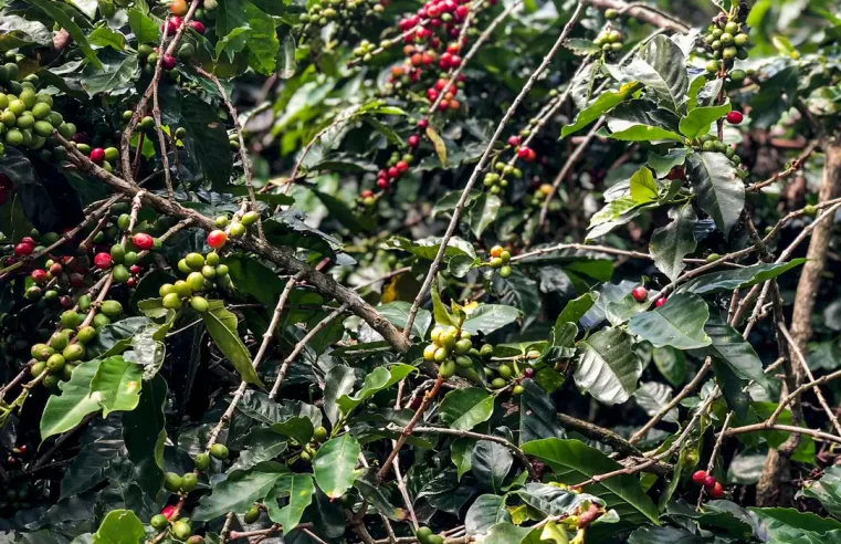 Safra de café deve crescer 2,7% e chegar a 56 milhões de sacas em 2025